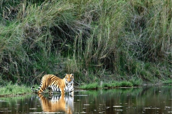 best places for jungle safari in Nepal